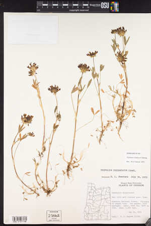 Trifolium willdenovii image