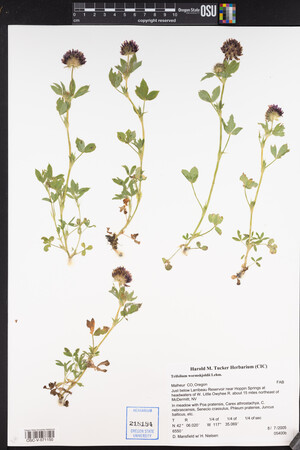 Trifolium wormskioldii image