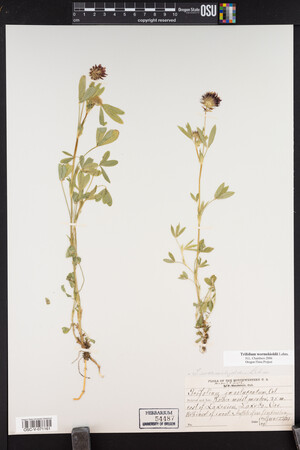 Trifolium wormskioldii image