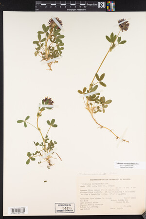 Trifolium wormskioldii image