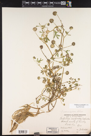 Trifolium wormskioldii image