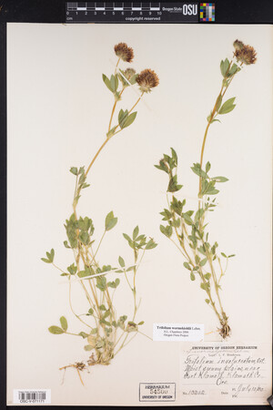 Trifolium wormskioldii image