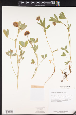 Trifolium wormskioldii image