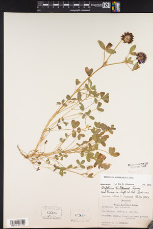 Trifolium wormskioldii image