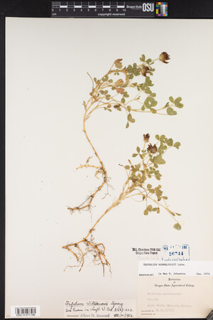 Trifolium wormskioldii image