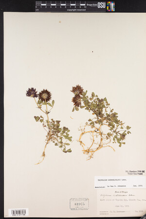 Trifolium wormskioldii image