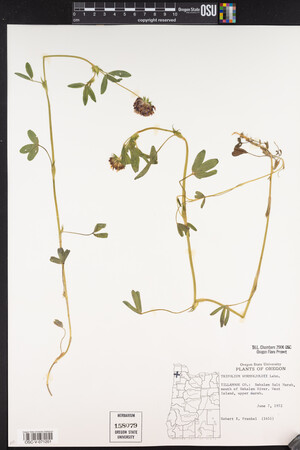 Trifolium wormskioldii image