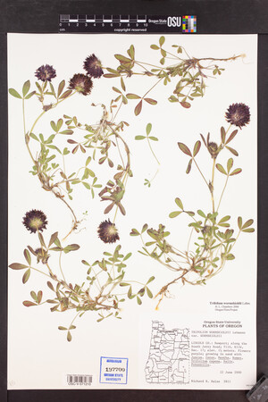 Trifolium wormskioldii image