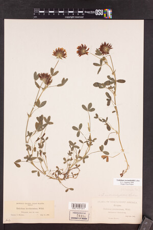 Trifolium wormskioldii image