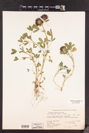 Trifolium wormskioldii image