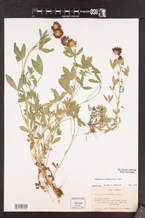 Trifolium wormskioldii image