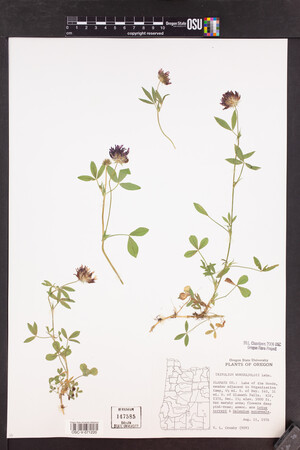 Trifolium wormskioldii image