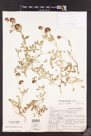 Trifolium wormskioldii image