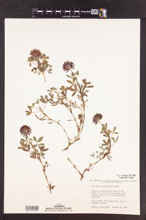 Trifolium wormskioldii image