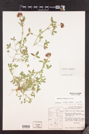 Trifolium wormskioldii image