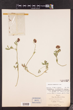 Trifolium wormskioldii image