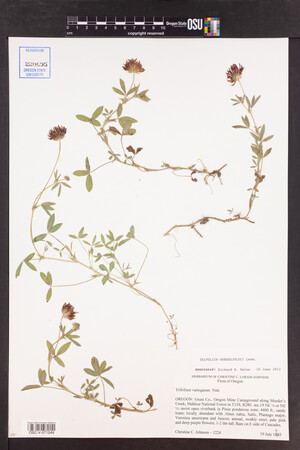 Trifolium wormskioldii image