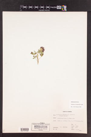 Trifolium wormskioldii image