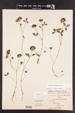 Trifolium wormskioldii image