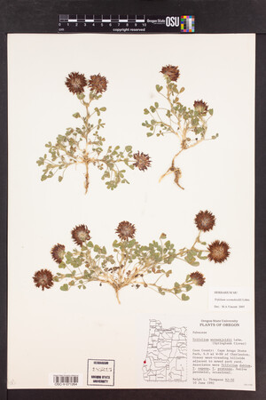 Trifolium wormskioldii image