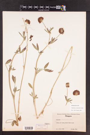 Trifolium wormskioldii image