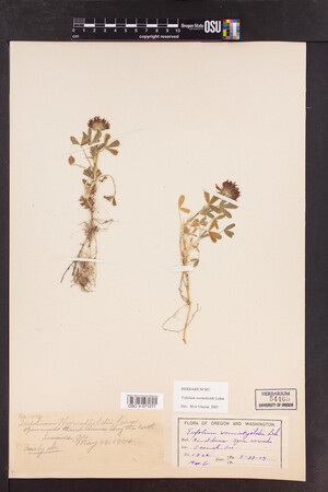 Trifolium wormskioldii image