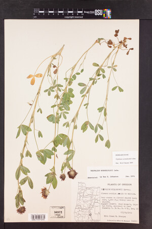 Trifolium wormskioldii image