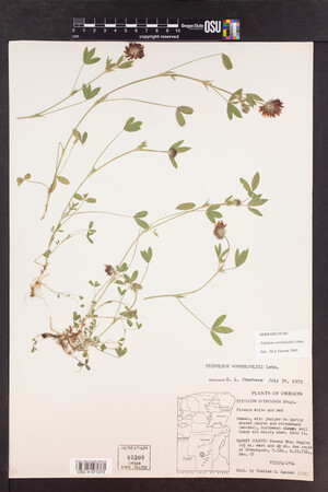 Trifolium wormskioldii image