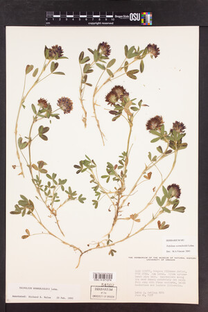 Trifolium wormskioldii image