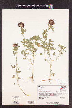 Trifolium wormskioldii image