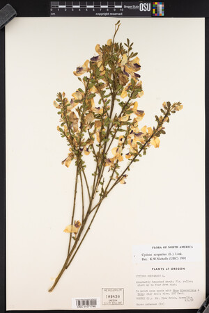 Cytisus scoparius image