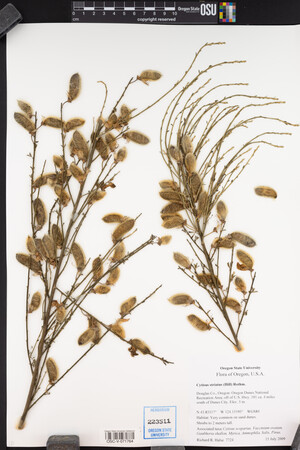 Cytisus striatus image