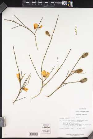 Cytisus striatus image