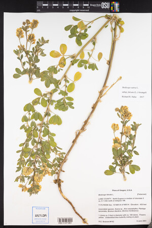 Medicago falcata image