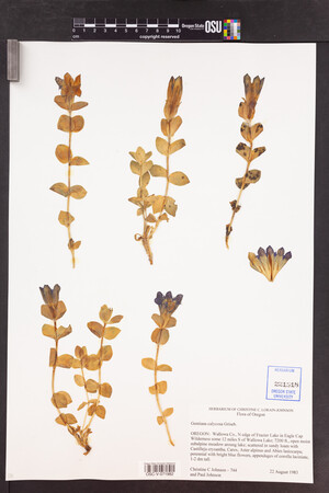 Gentiana calycosa image