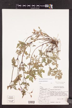 Geranium robertianum image