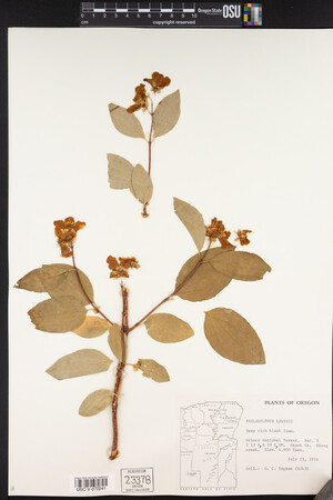 Philadelphus lewisii image