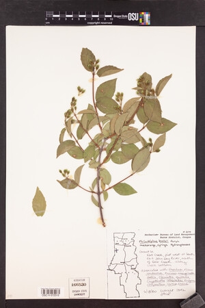 Philadelphus lewisii image