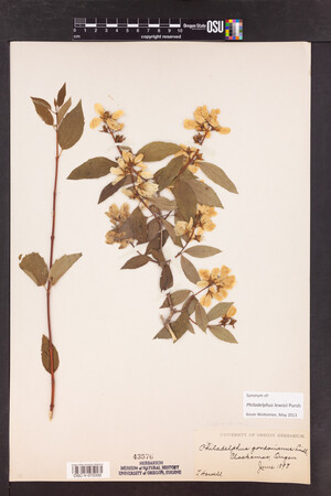 Philadelphus lewisii image