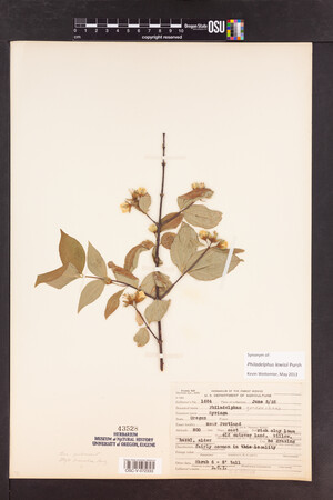 Philadelphus lewisii image