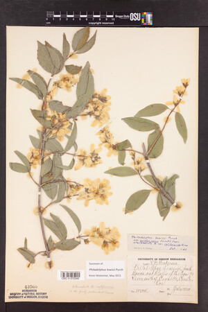 Philadelphus lewisii image