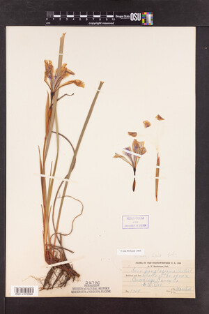 Iris douglasiana image