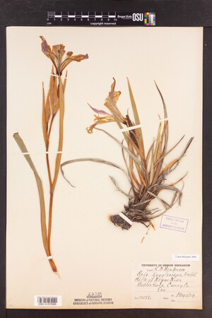 Iris douglasiana image