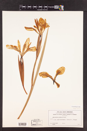 Iris douglasiana image