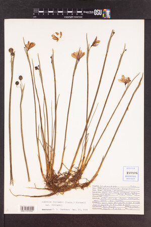 Olsynium douglasii var. douglasii image