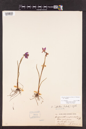 Olsynium douglasii var. douglasii image