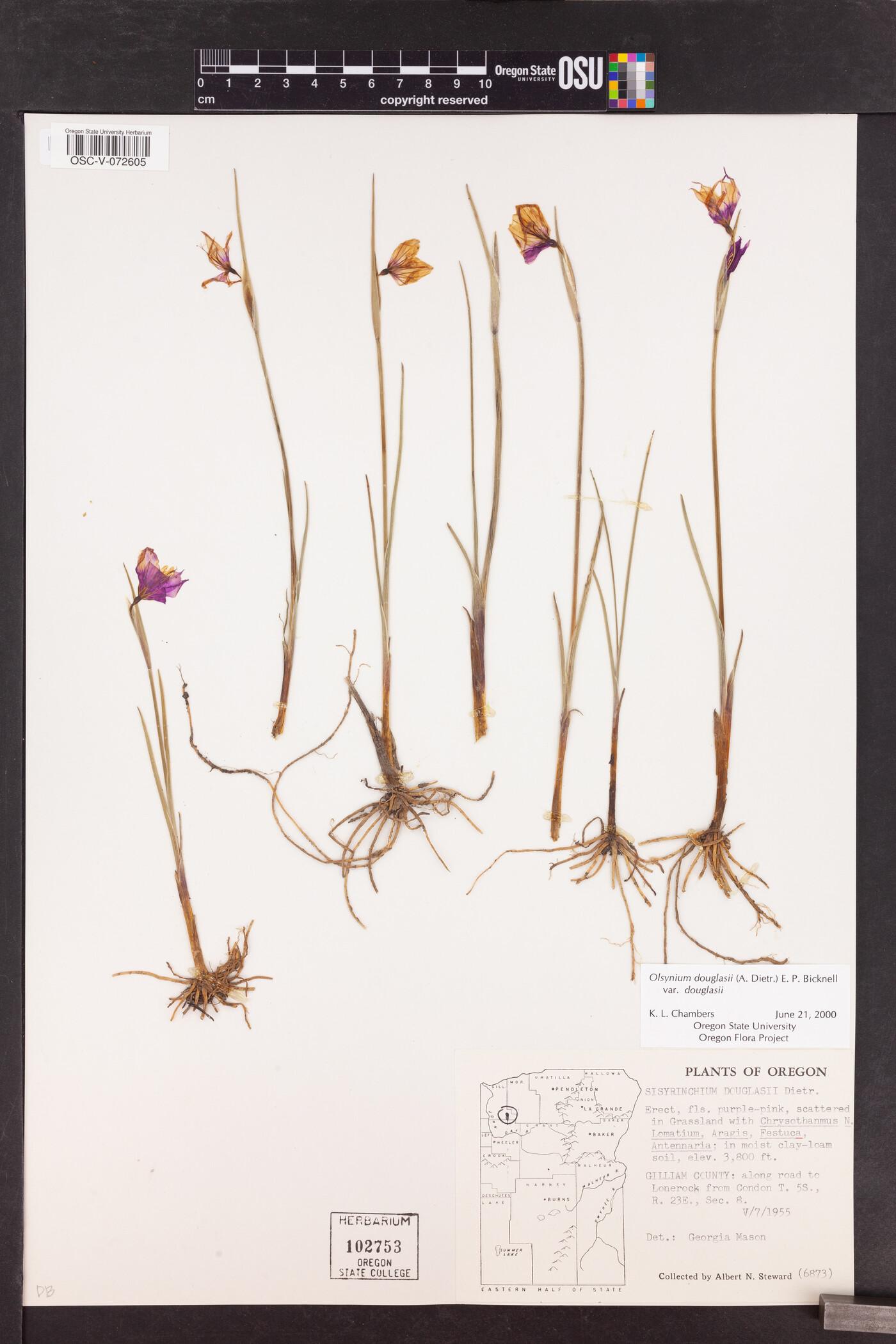 Olsynium douglasii var. douglasii image