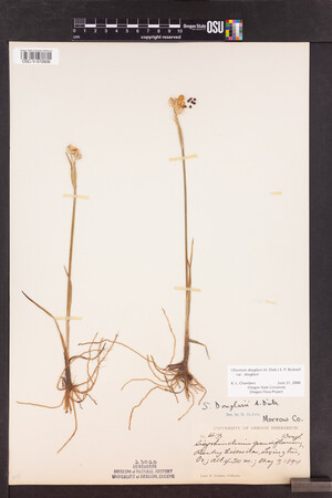 Olsynium douglasii var. douglasii image