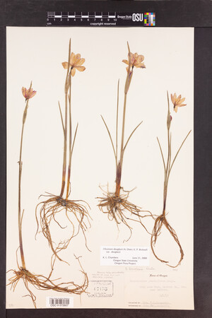 Olsynium douglasii var. douglasii image