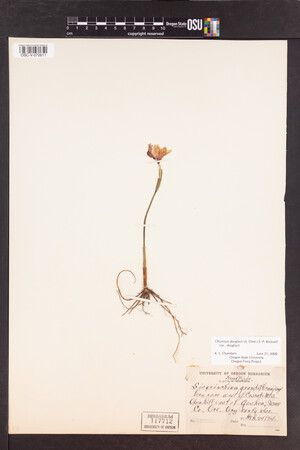 Olsynium douglasii var. douglasii image